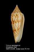 Conus ranonganus